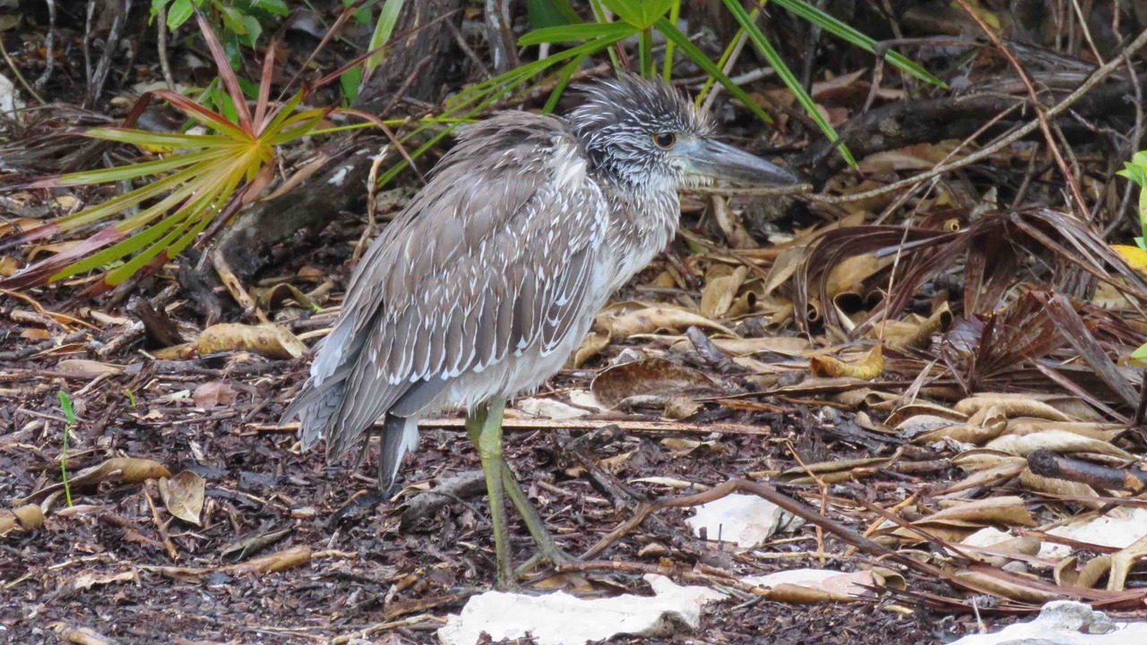 Photo of Others in Great Exuma