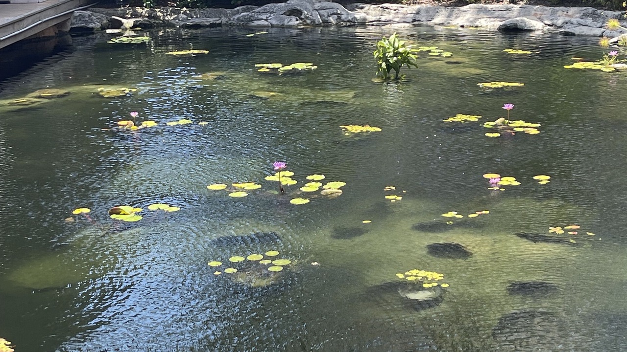 Photo of Outdoor in Paradise Island