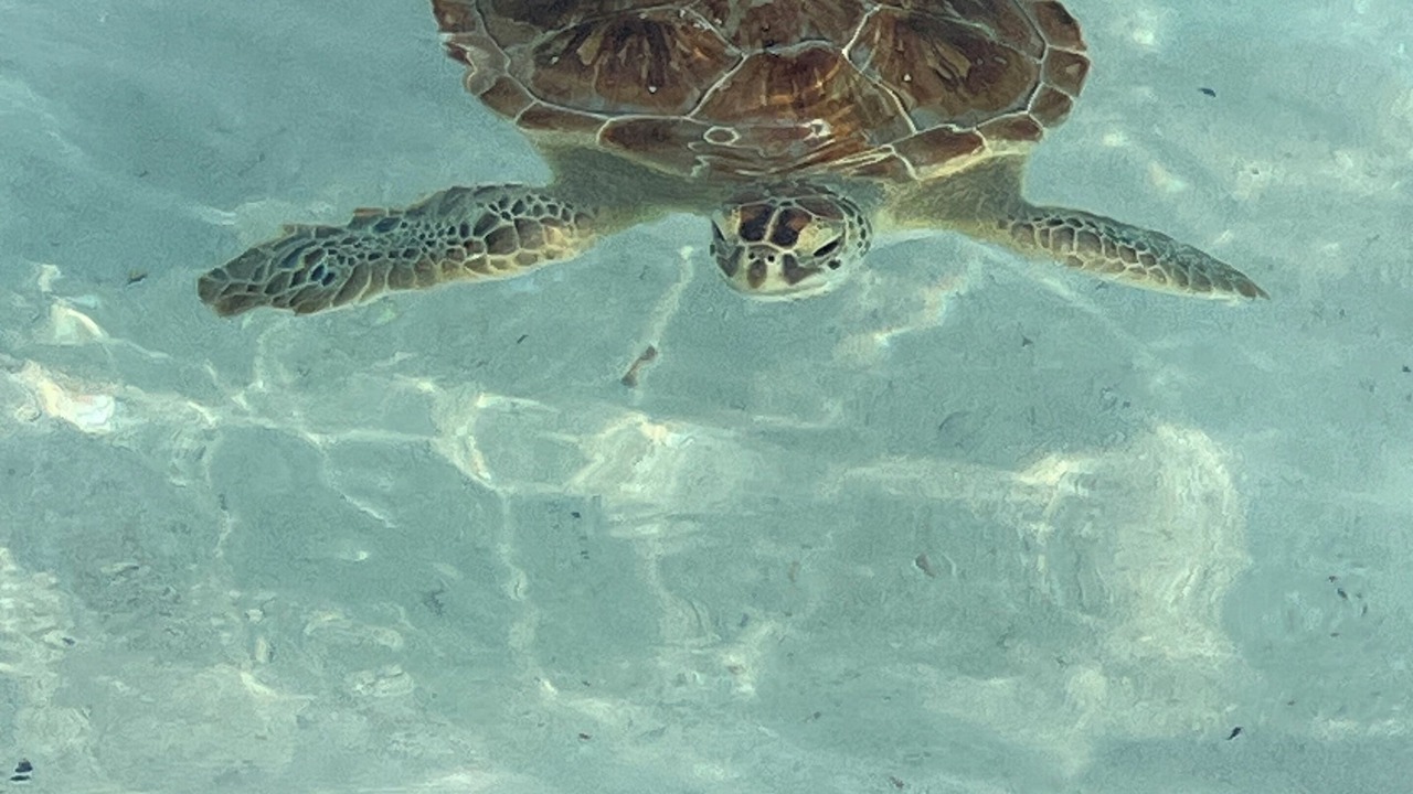 Photo of Others in Great Exuma