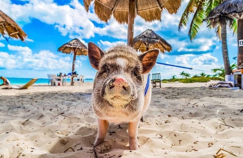 Jimmy Hill House | Welcome to the Exuma Palms experience!